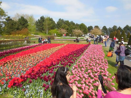 Keukenhof (2)