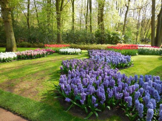 Keukenhof (8)